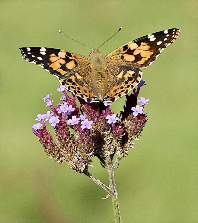 painted lady